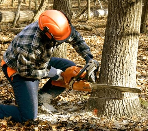 Tree Removal in Vanderbilt, TX